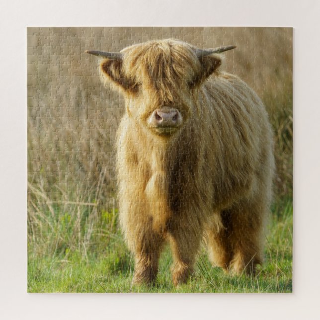 Highland Cow (Vertikal)