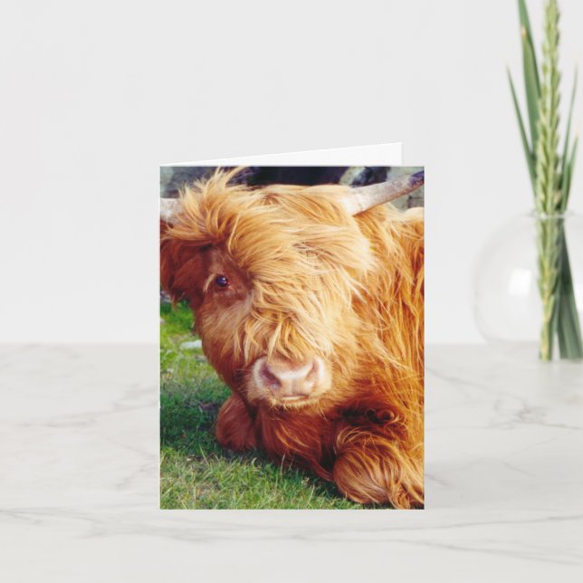 Highland Cow Foto Karte (Vorderseite)