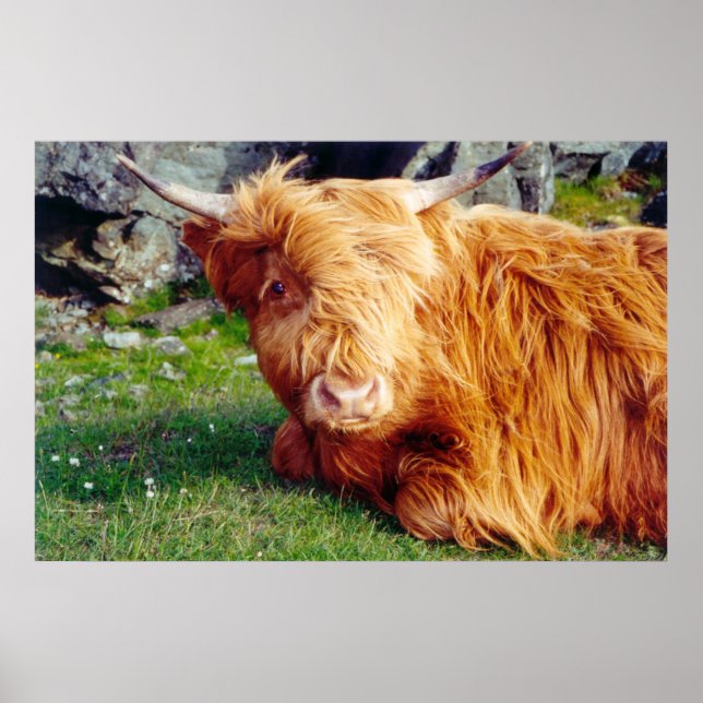 Highland Cow Foto Poster (Vorne)