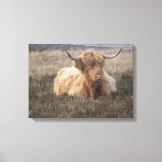 Highland Cow in Dartmoor Leinwanddruck