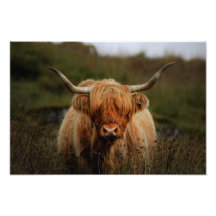 Highland Cow Isle of Mull Photo Imprimer