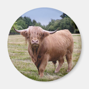 Highland Cow Magnet