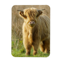 Highland Cow