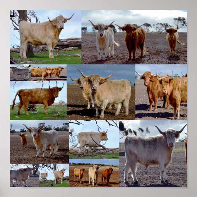 Highland Cow Photo Collage, Poster (Vorne)