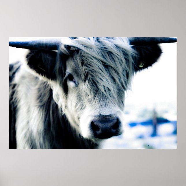 Highland Cow Poster (Vorne)
