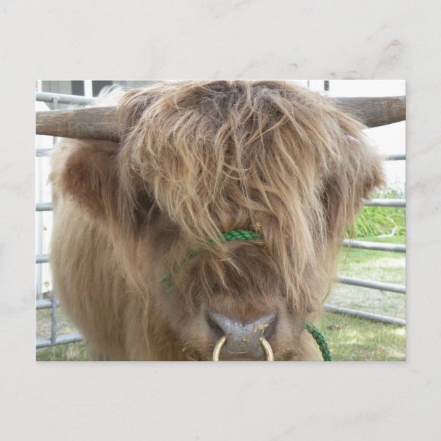 Highland Cow Postkarte (Vorderseite)