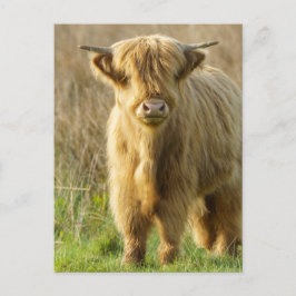 Highland Cow Postkarte