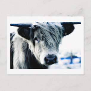 Highland Cow Postkarte