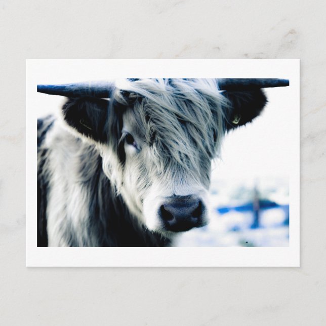 Highland Cow Postkarte (Vorderseite)