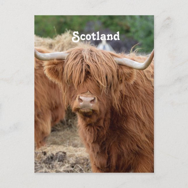 Highland Cow Postkarte (Vorderseite)