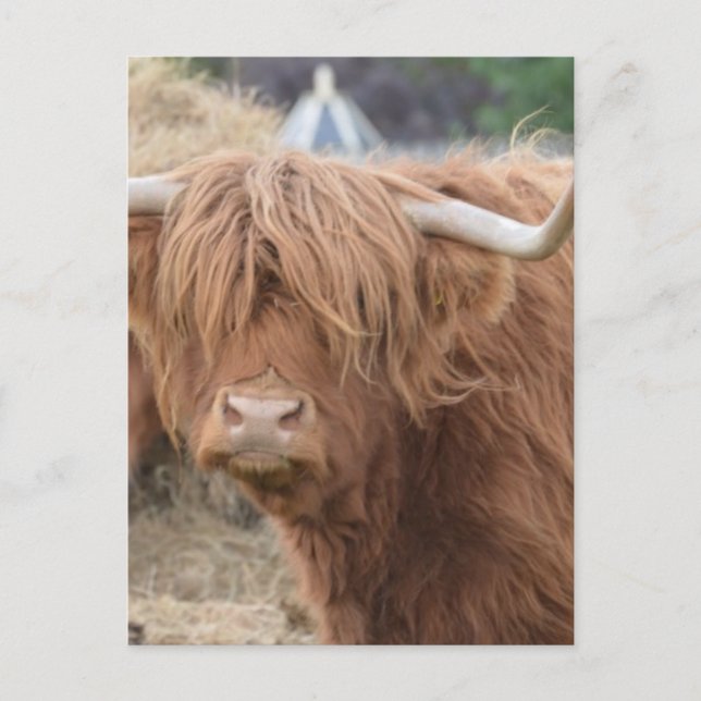 Highland Cow Postkarte (Vorderseite)