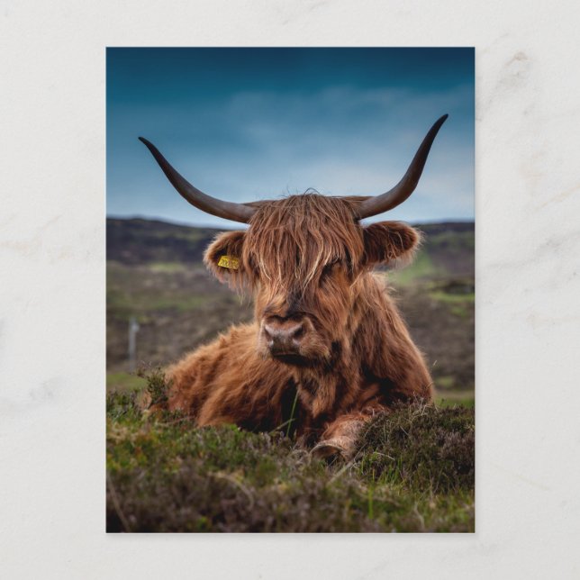 Highland Cow Postkarte (Vorderseite)