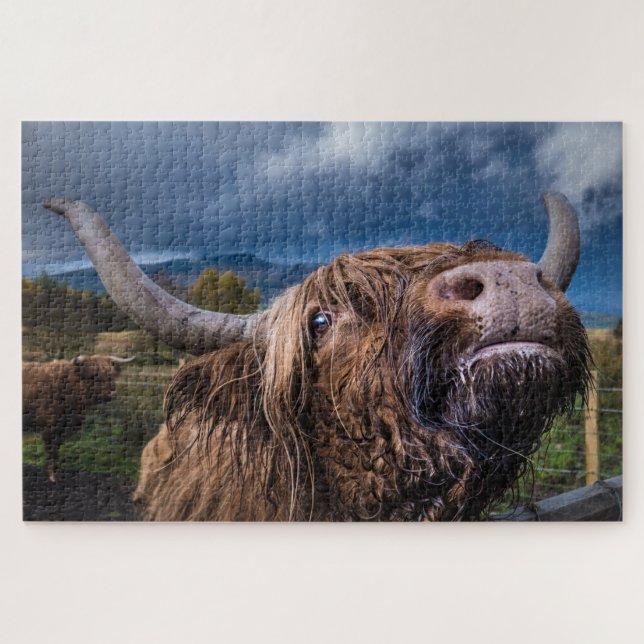 Highland Cow, Schottland (Horizontal)