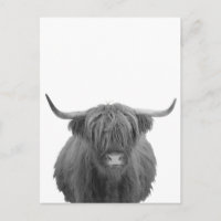 Highland Cow Schottland Rustikal Schwarz-weiß
