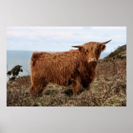 HIGHLAND COW, SCOTLAND POSTER