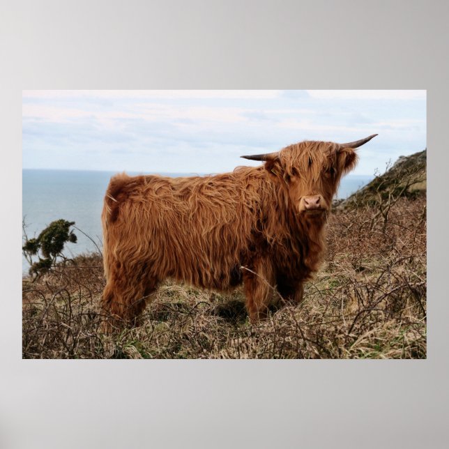 HIGHLAND COW, SCOTLAND POSTER (Vorne)