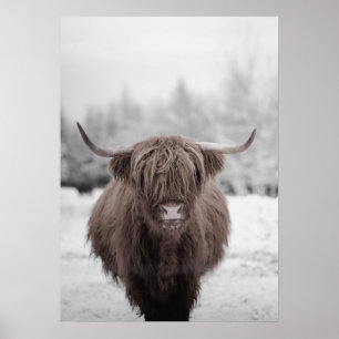 Highland Cow Scotland Poster Russe Farm