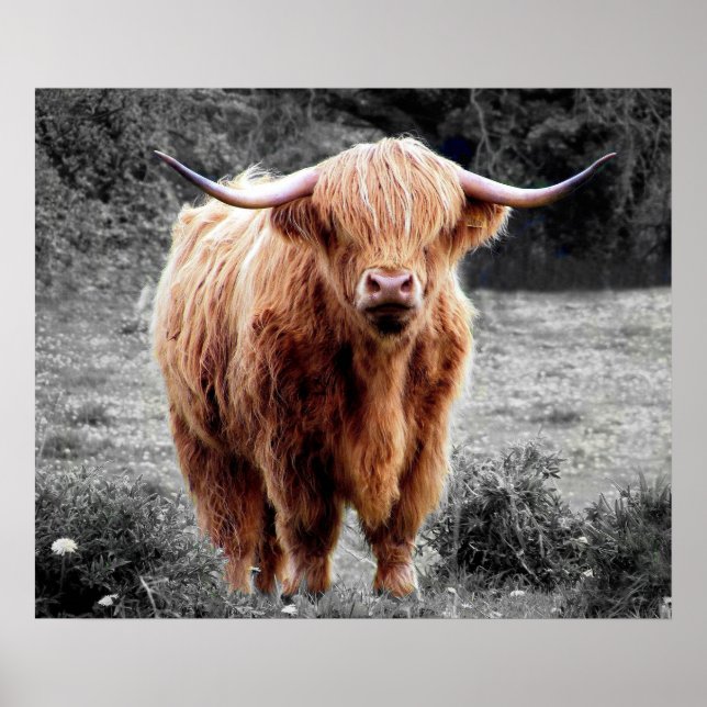Highland Cow Scotland Russe Poster noir blanc (Devant)