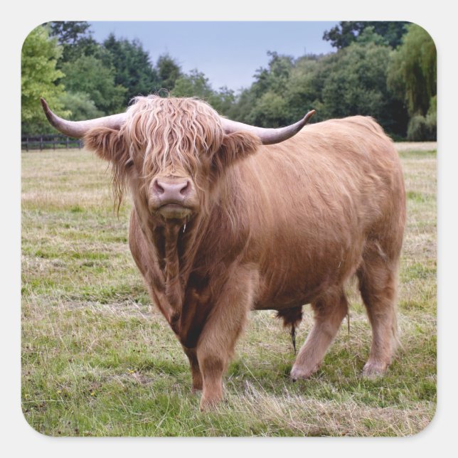 Highland Cow Sticker (Vorderseite)