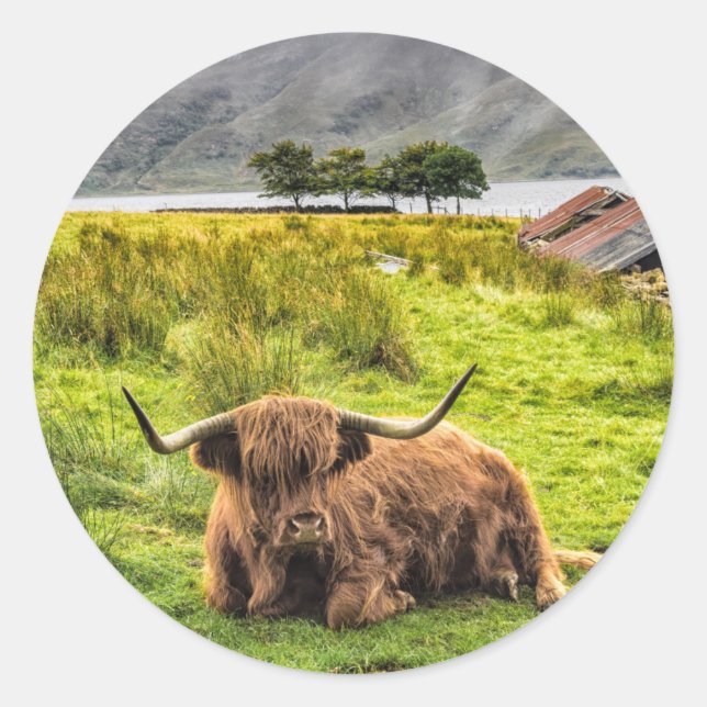 Highland Cow Sticker (Vorderseite)