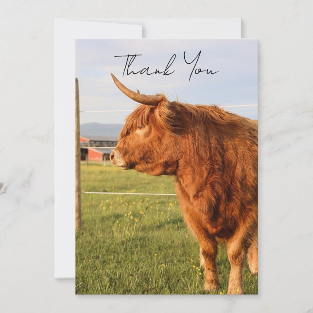 Highland Cow Thank You Card Dankeskarte (Vorderseite)