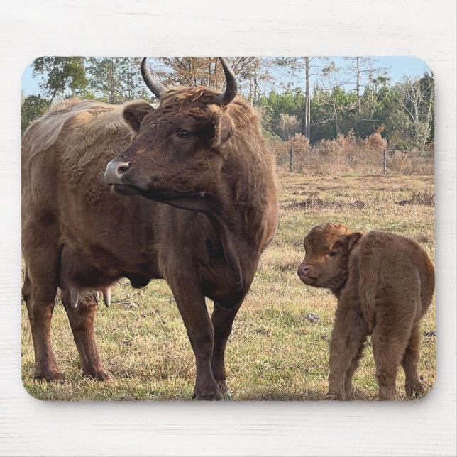 Highland Cows Mama und Baby Calf Turning Heads Mousepad (Vorne)