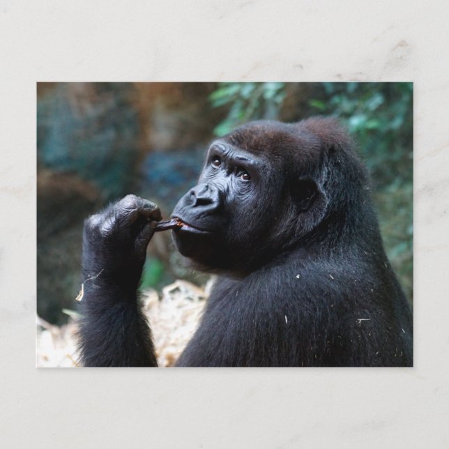 Highland Gorilla - Zähne pflücken Postkarte (Vorderseite)