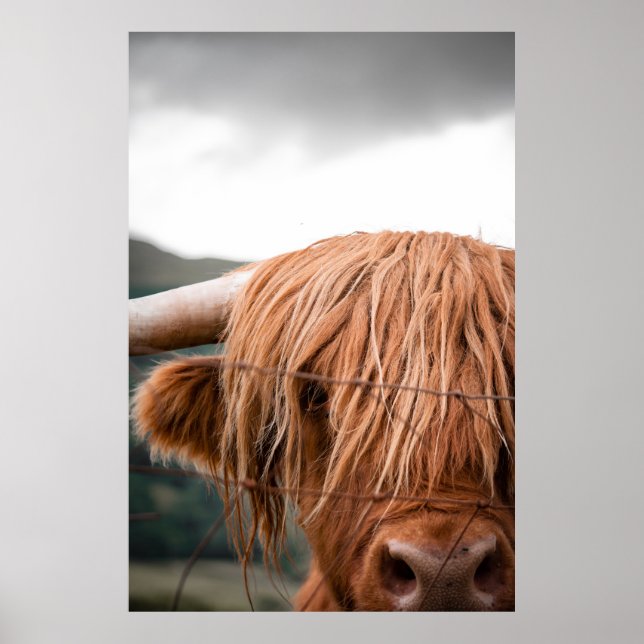 HIGHLAND KING POSTER (Vorne)