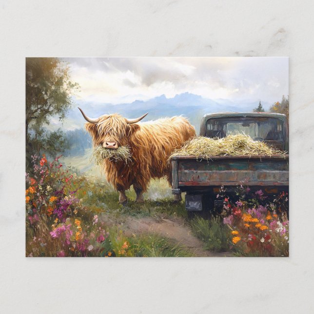 Highland-Kuh frisst Heu Postkarte (Vorderseite)