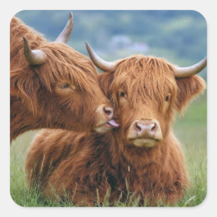 Highland-Kuh-Kuss Quadratischer Aufkleber