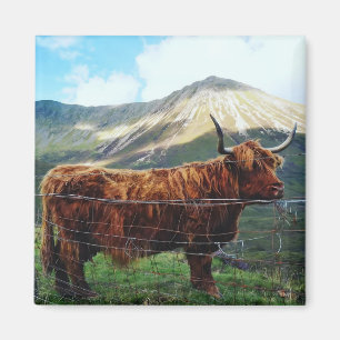 Highland-Kuh-Quadrat-Magnet - Schottische Tierwelt Magnet