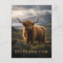 Highland-Kuh Schottische Highlands TIERE