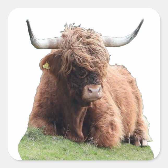 Highland "Moo Cow" Quadratischer Aufkleber (Vorderseite)