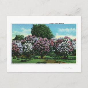 Highland Park Lilacs in Bloom Postkarte