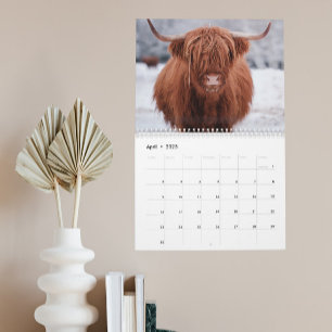 Highland Rinder Farm Tiere Schottland Jedes Jahr Kalender