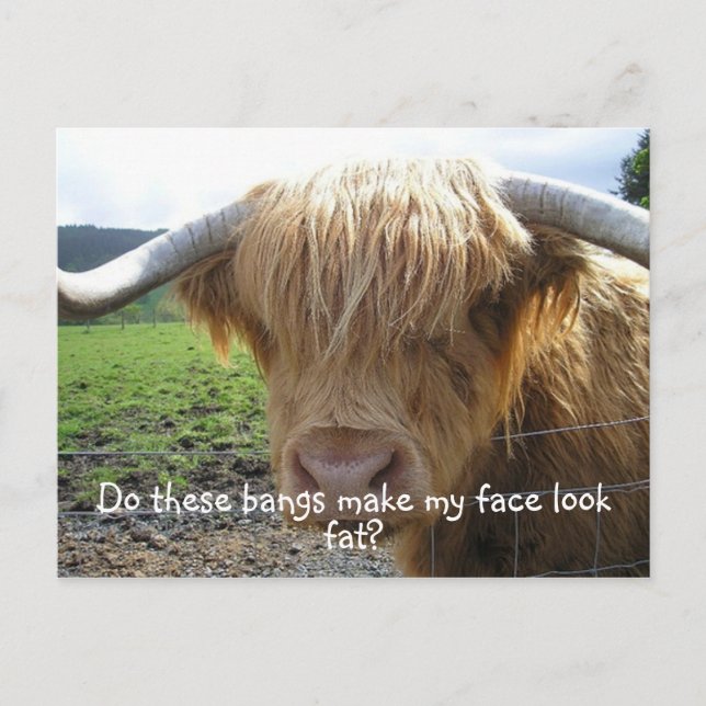 Highland Steer Funny Postkarte (Vorderseite)