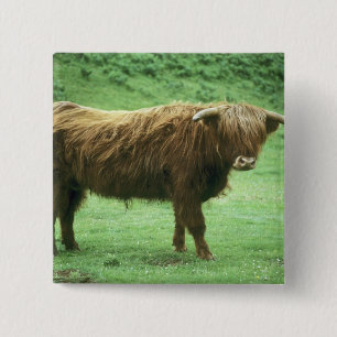 Highland-Steer, Insel Mull, Inner Button