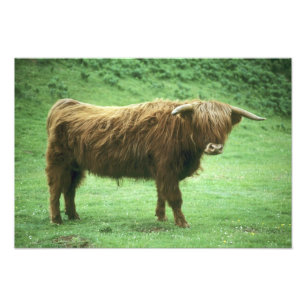 Highland-Steer, Insel Mull, Inner Fotodruck