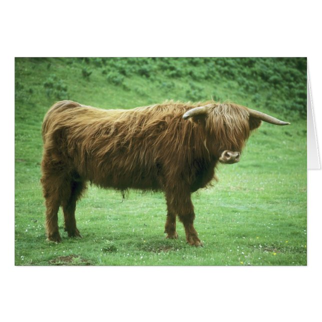 Highland Steer, Insel Mull, Innere (Vorderseite (Horizontal))