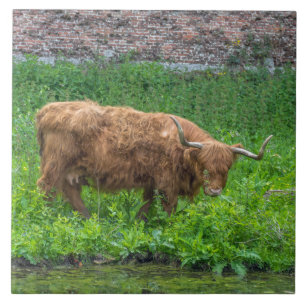 Highland vaches vue carreaux céramique