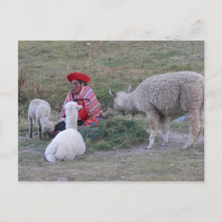 Highlander mit Herde Postkarte