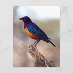 Hildebrandt's Starling Lamprotornis Hildebrandti Postkarte