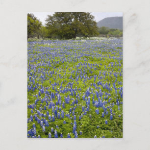 Hill Country, Texas, Blauebonnets und Eichenbaum Postkarte