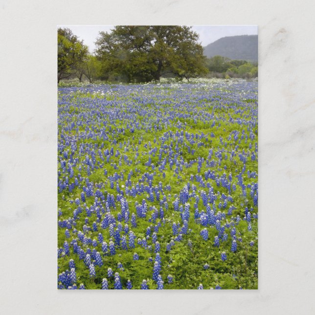 Hill Country, Texas, Bluebonnets und Eichenbaum Postkarte (Vorderseite)