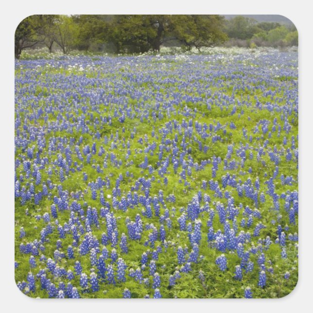 Hill Country, Texas, Bluebonnets und Eichenbaum Quadratischer Aufkleber (Vorderseite)