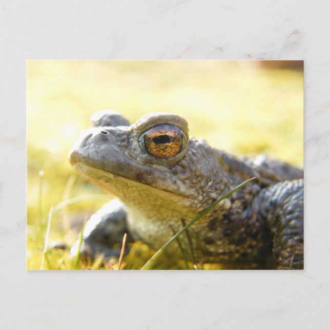 Hill End Toad Postkarte (Vorderseite)