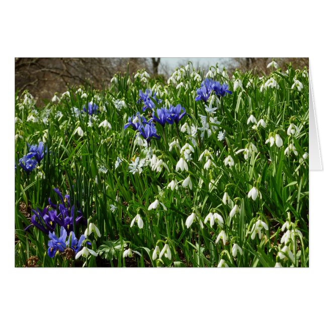Hillside of Early Spring Flowers Landschaft (Vorderseite (Horizontal))