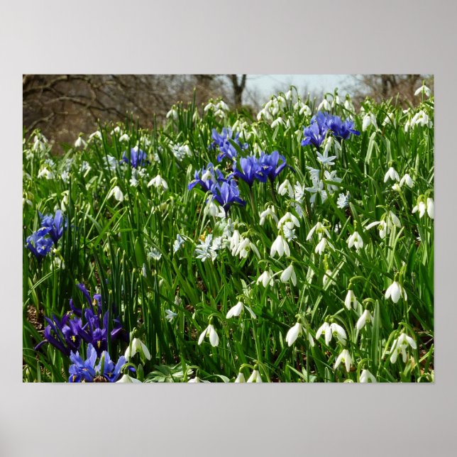 Hillside of Early Spring Flowers Landschaft Poster (Vorne)