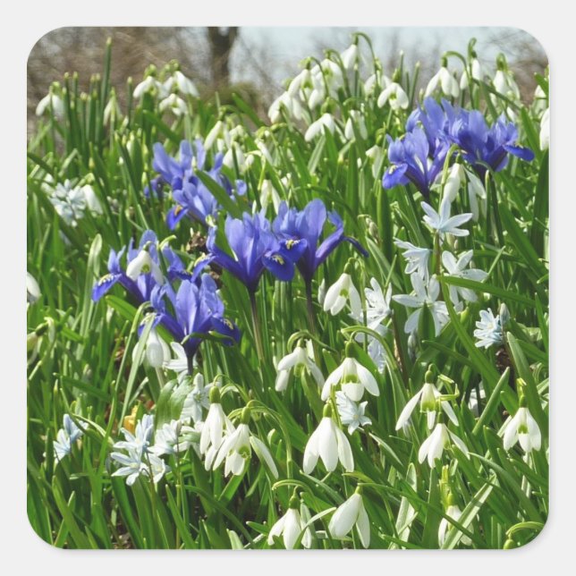 Hillside of Early Spring Flowers Landschaft Quadratischer Aufkleber (Vorderseite)