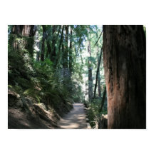 "Hillside Trail", Muir Woods